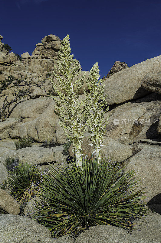 Nolina parryi, Parry Nolina，在加州约书亚树国家公园被发现。Asparagaceae。